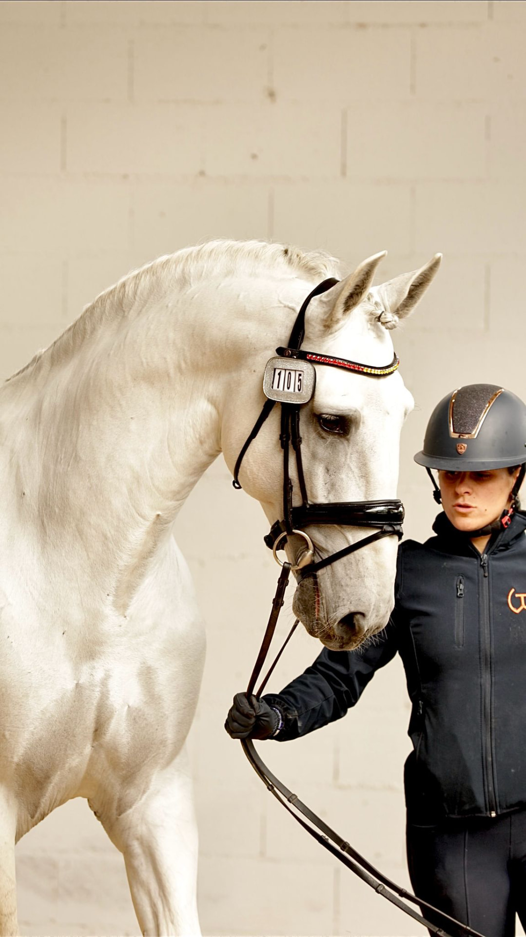Mozo Profesional de Cuadra · Horse Grooming